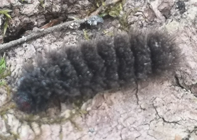 Amata phegea - fehérpettyes álcsüngőlepke
