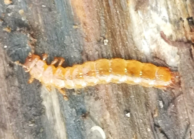 Cucujus cinnaberinus - skarlátbogár