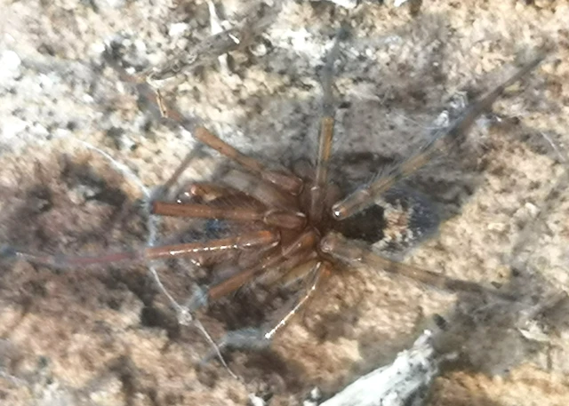 Amaurobius fenestralis - ablakos eretnekpók