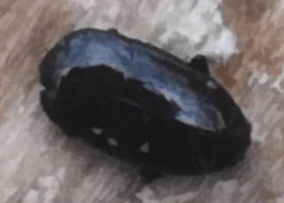 Platylomalus complanatus - lapított kéregsutabogár
