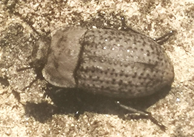 Opatrum sabulosum - sároshátú gyászbogár Opatrum sabulosum - sároshátú gyászbogár