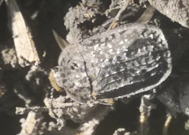 Thanatophilus rugosus - ripacsos dögbogár