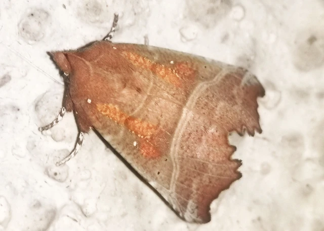 Scoliopteryx libatrix - vörös csipkésbagoly