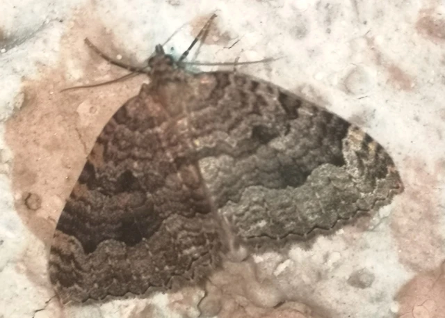 Triphosa dubitata - kutyabenge-araszoló