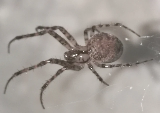 Metellina merianae - rejtett keresztespók