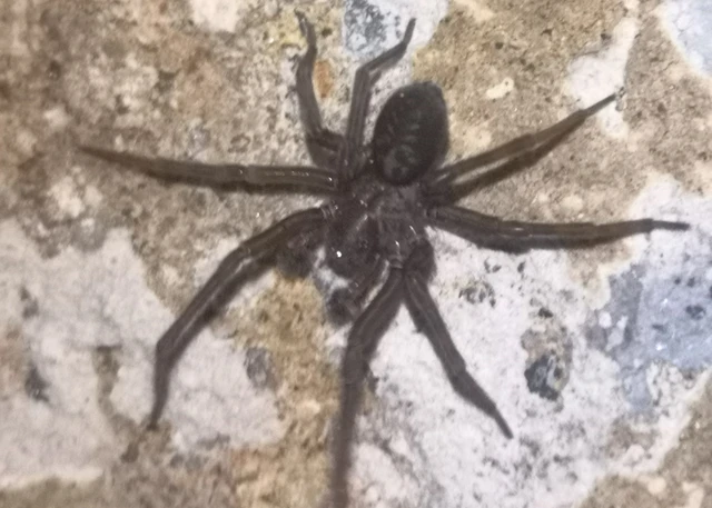 Amaurobius ferox - nagy eretnekpók