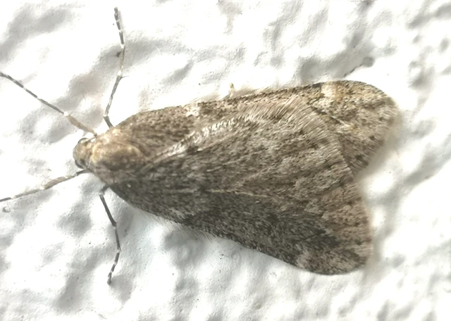 Alsophila aescularia - vadgesztenye-araszoló