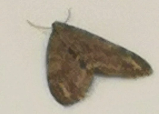 Trichopteryx polycommata - kőrisfa-lebenyesaraszoló