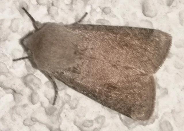 Orthosia cruda - kis barkabagoly
