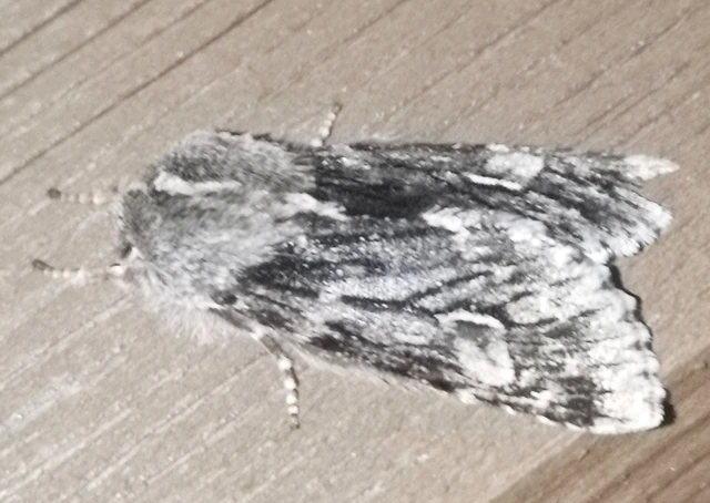 Brachionycha nubeculosa - zömök fésűsbagoly