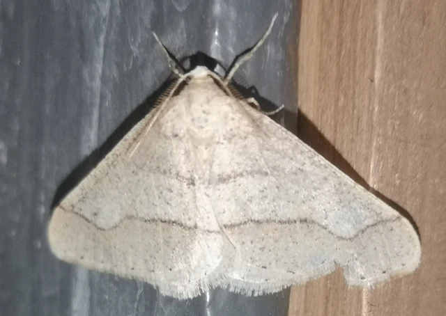 Agriopis marginaria - sárgás téliaraszoló