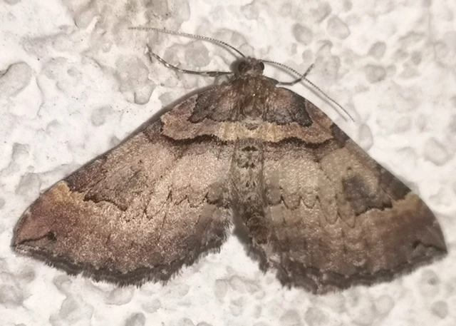 Earophila badiata - csipkerózsa-araszoló