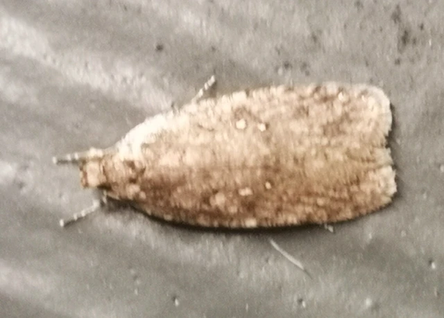 Agonopterix