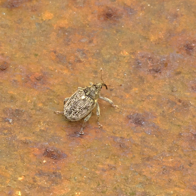 Ceutorhynchus pallidactylus - szőrös repce-ceutormányos