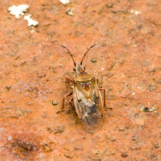 Kleidocerys resedae - nyírbodobács