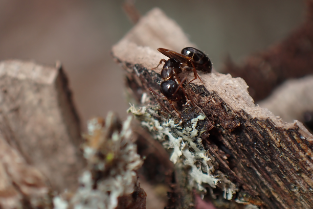 Camponotus fallax - ligeti lóhangya