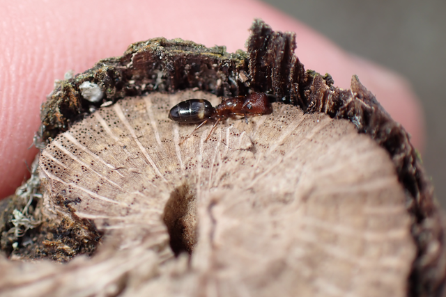Colobopsis truncata - kapushangya