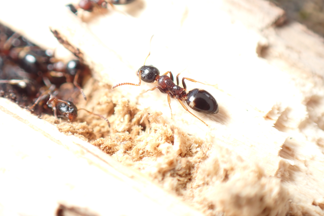 Dolichoderus quadripunctatus - négypettyes erdeihangya
