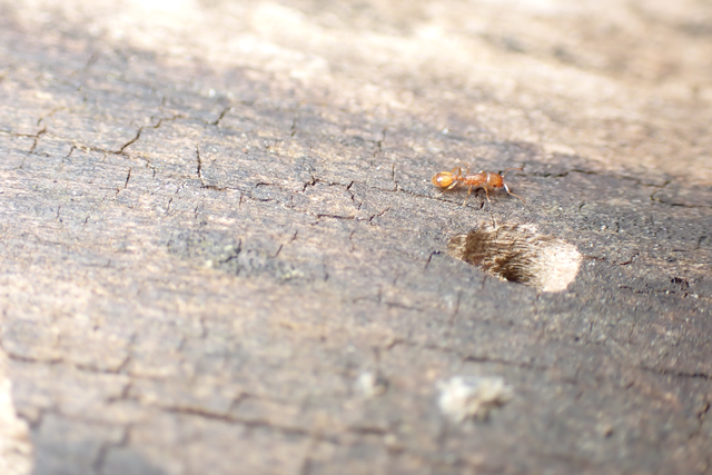 Temnothorax unifasciatus - gyűrűs kéreghangya