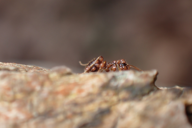 Prenolepis nitens - ragyogóhangya