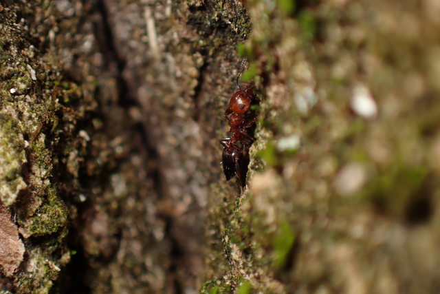Crematogaster schmidti - vörös szívhangya