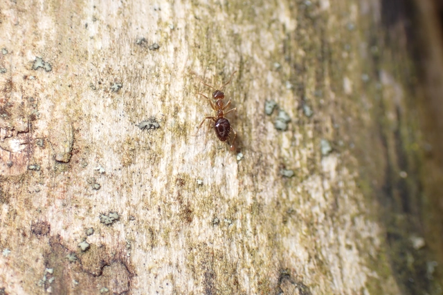Prenolepis nitens - ragyogóhangya