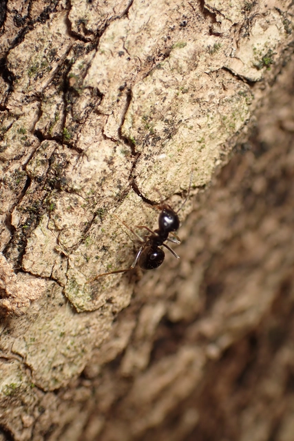 Lasius fuliginosus - kartonépítő fahangya