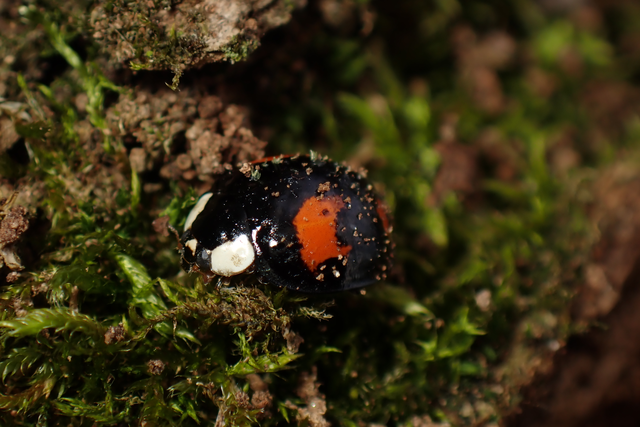 Harmonia axyridis - harlekinkatica