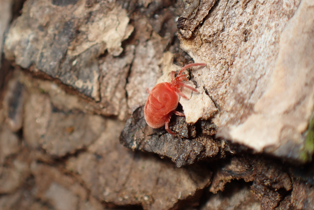 Trombidium