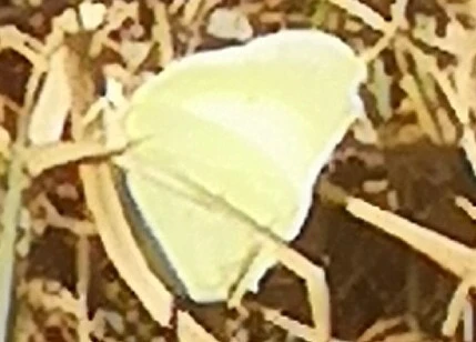 Gonepteryx rhamni - citromlepke