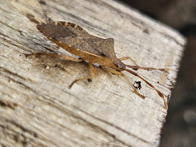 Gonocerus acuteangulatus - aranypetés karimáspoloska
