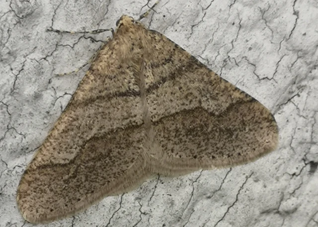 Agriopis marginaria - sárgás téliaraszoló