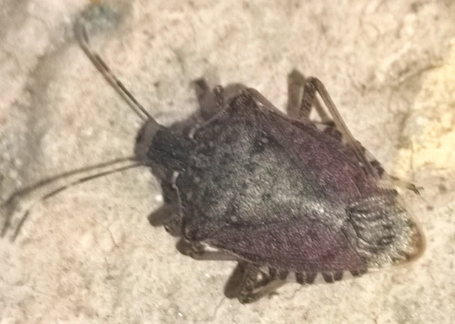 Halyomorpha halys - ázsiai márványospoloska