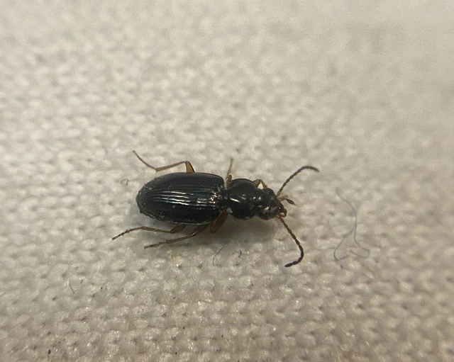 Bembidion neresheimeri - Neresheimer-gyorsfutó