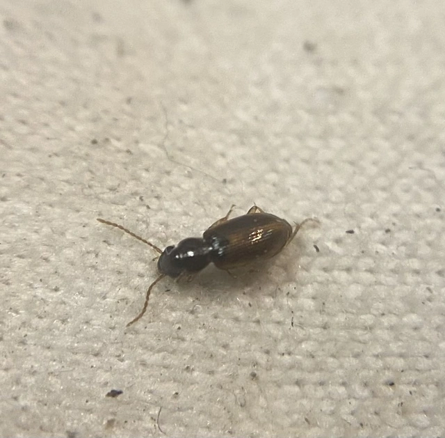 Acupalpus luteatus - barna törpefutonc