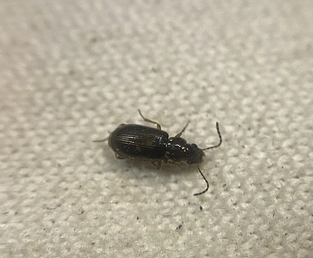 Acupalpus luteatus - barna törpefutonc