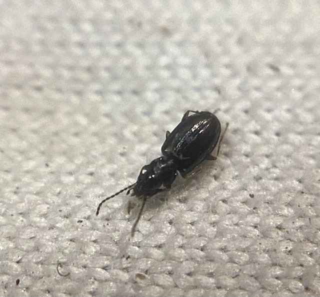 Tachys bistriatus - közönséges martfutó