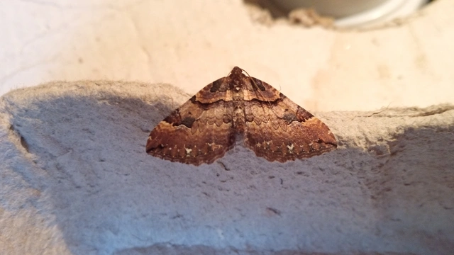 Earophila badiata - csipkerózsa-araszoló