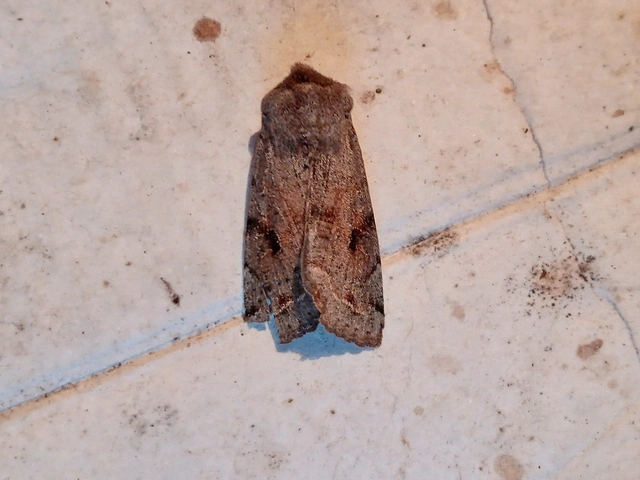 Orthosia incerta - változékony barkabagoly