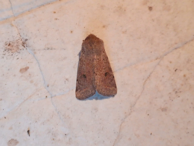 Orthosia cruda - kis barkabagoly