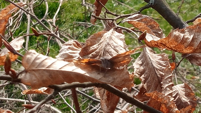Libythea celtis - csőröslepke