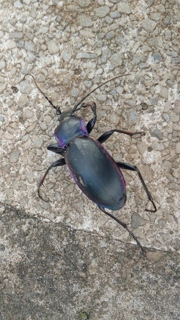 Carabus violaceus - kékfutrinka Carabus violaceus - kékfutrinka