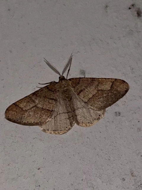 Agriopis marginaria - sárgás téliaraszoló