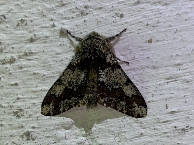 Biston strataria - barnapettyes araszoló