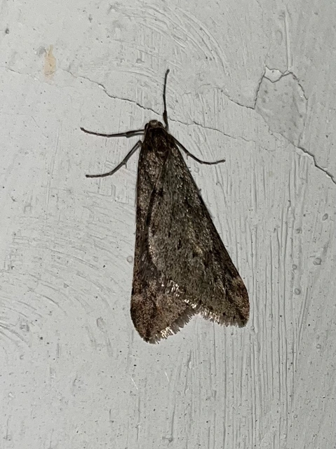 Alsophila aescularia - vadgesztenye-araszoló