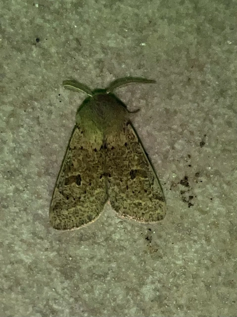 Orthosia cruda - kis barkabagoly