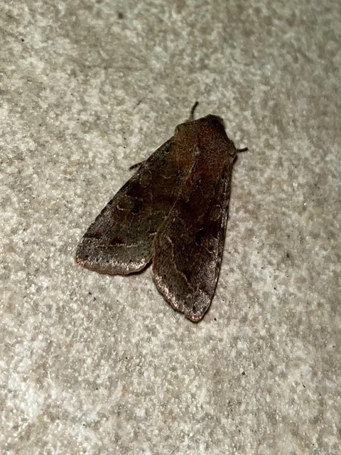 Orthosia incerta - változékony barkabagoly