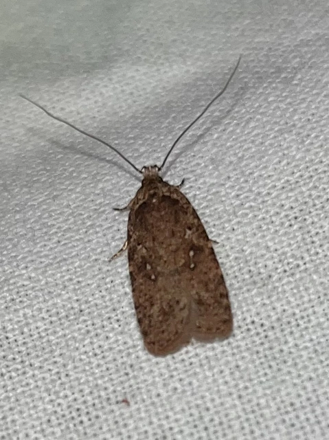 Agonopterix