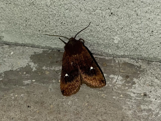 Eupsilia transversa - holdacskás télibagoly
