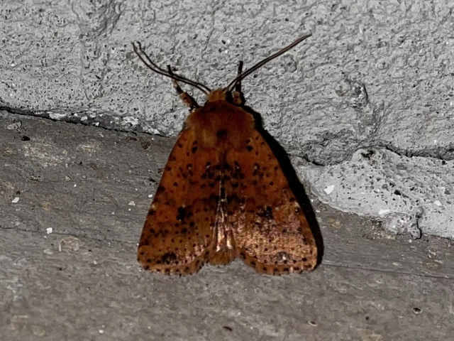 Conistra rubiginea - vörös őszibagoly